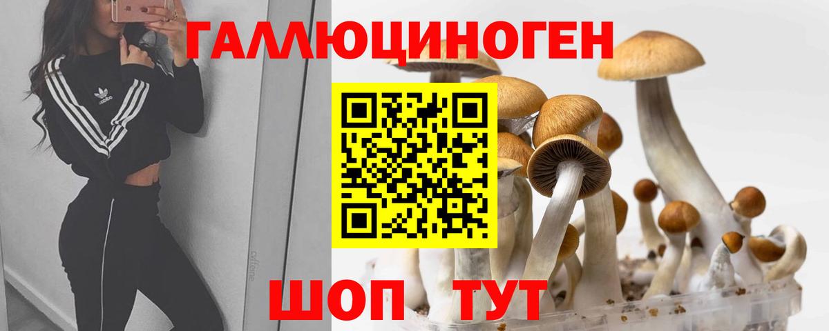 Галлюциногенные грибы Psilocybine cubensis Тверь
